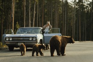 U6 - Animals - Yellowstone